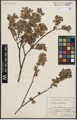 Foto von Salix aurita L.